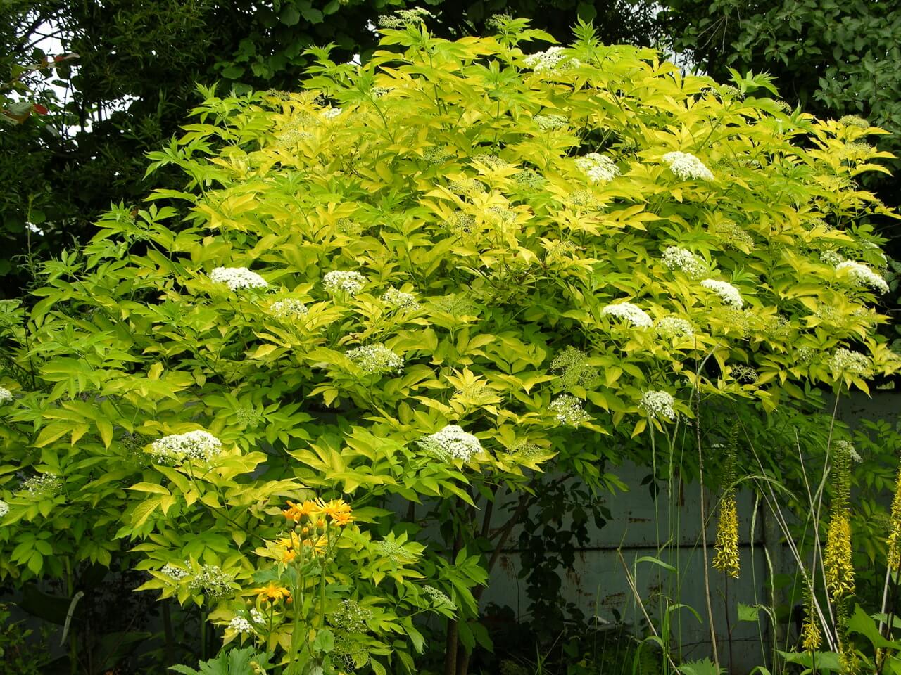 Sambucus nigra 'Aurea'